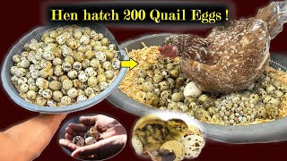 200 Quail Eggs hatched by Broody hen [upl. by Collis]