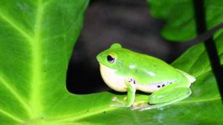 莫氏樹蛙鳴叫Moltrechts tree frog [upl. by Nyliak]