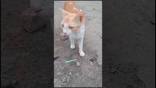 kirain bunyi kucing niup balon🐱cat kitten funny comedy [upl. by Godding541]