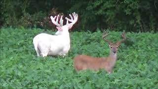 Incredibly Rare Sighting of Albino Whitetail Deer in White County Illinois [upl. by Redford]