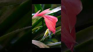 Billbergia nutans nature naturephotography photography [upl. by Selena]