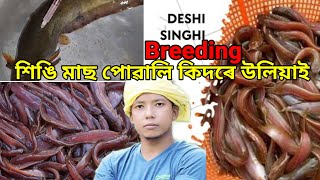 singi fish  how to breed singi fish at home  singi fish breeding A to Z  farm and fish [upl. by Gatian]