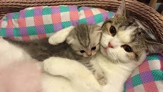 Mother Cat and Cute Kittens  Best Family Cats Comilation 2018 [upl. by Ainavi40]