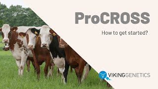 How to get started with ProCROSS crossbreeding [upl. by Ailam]