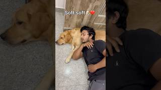 Like and subscribe for more videos doglover goldenretriever [upl. by Nickles166]