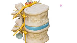 Signal Transmission and Analysis in the Dorsal Column Medial Lemniscus System [upl. by Ardiedak318]