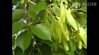 Tropical Deciduous Forests  Most Dry Deciduous [upl. by Voe]