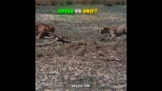 Cheetah Vs Leopard☠️ Edit  Speed Vs Drift🔥 animal edit [upl. by Noskcaj]