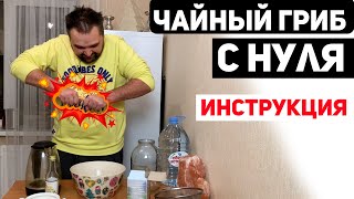 Чайный Гриб с Нуля  Инструкция [upl. by Noryahs233]