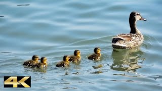 Enten  Stockente mit Küken auf dem Bodensee [upl. by Emearg]