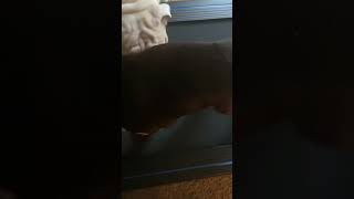 How to train English Bulldog to exercise on treadmill Must see🫨 [upl. by Marice935]