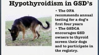 Hypothyroidism in German Shepherds  Hypothyroidism in GSDs [upl. by Vanzant]