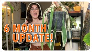 An update on my adopted plants ✨ [upl. by Brag]