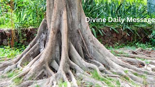 Divine Message Remember to Stay Grounded Nov 82024 [upl. by Lemert]