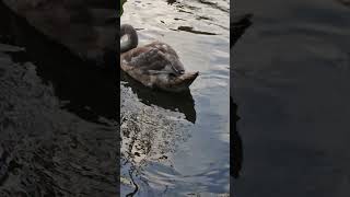 Swanling in aceepy haunted pond searching the mother swan [upl. by Mylander]