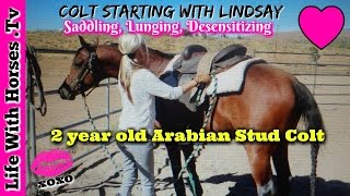 Colt Starting Saddling Lunging Desensitizing 2 year old Arabian Stud Colt [upl. by Hugon]