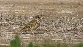 Meadow Pipit Pispola Anthus pratensis [upl. by Edward]