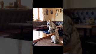 Funny Cat Video cat youtubeshorts ytshorts [upl. by Ecerahs]