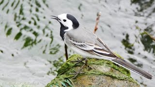 White Wagtail Motacilla alba  Bachstelze [upl. by Anegal650]