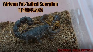 喂蝎子吃什么？Scorpion Feeding Video [upl. by Editha]