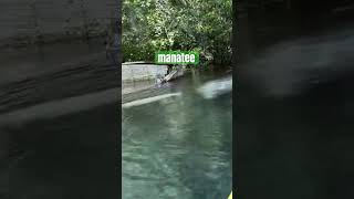 Silver Springs 🐢🐊🦖⛺️🐊🐊🐒🙉🙈🐠 silversprings manatee florida camping wildlife nature [upl. by Neelrak369]