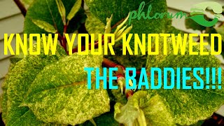 Know Your Knotweed Part 2  The Bad [upl. by Oderfla136]