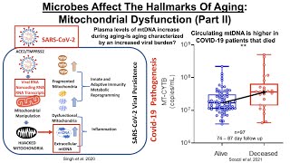 Microbes Affect The Hallmarks Of Aging Mitochondrial Dysfunction Part II [upl. by Hsiekal899]