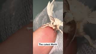 Silkworm moth Bombyx Mori silkmoth bombyxmori moths [upl. by Obnukotalo]