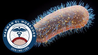 MEET the Most Studied Bacteria in Periodontology [upl. by Mollie]