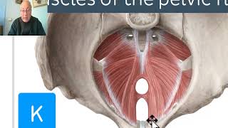 Anatomy of pelvis in Arabic 2023 8  Levator ani muscle part 1 by DrWahdan [upl. by Germayne]