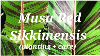 Musa Sikkimensis Red Tiger Planting and Care Hardy Tropical Plant [upl. by Intyre]