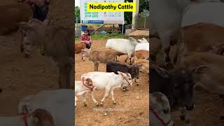 Nadipathy Cattles below 02 Feet Height cows video farming animals [upl. by Kreindler405]