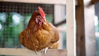 Outdoor Chicken Essentials  PoultryBFFcom [upl. by Zabrine281]