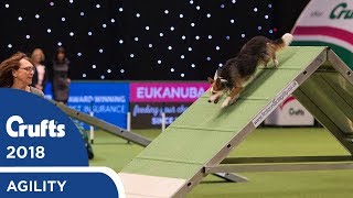 Agility  Championship Final  Crufts 2018 [upl. by Fawne]