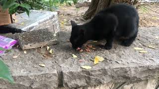 Yavru kara kedi tüm mamaları tek başına yedi [upl. by Eejan]