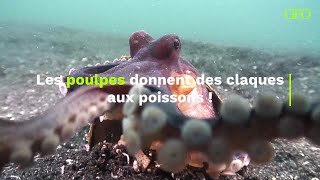 Les poulpes donnent des claques aux poissons et les scientifiques savent désormais pourquoi [upl. by Vivyan852]