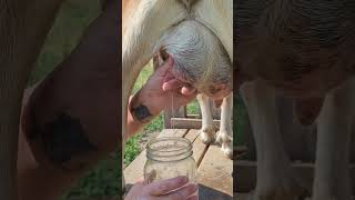 How to milk a goat cow and pig [upl. by Yenmor]