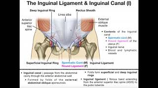 Anatomy  The Inguinal Ligament amp Inguinal Canal [upl. by Yuria]