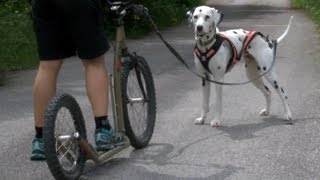 Dogscooting So werden Sie gemeinsam mit ihrem Hund fit [upl. by Guinevere]