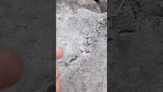 Roadside crinoid fossils in North Texas [upl. by Asilana]