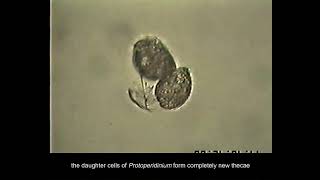 Examples of dinoflagellate Dinophyceae reproduction and life cycle [upl. by Einnep]