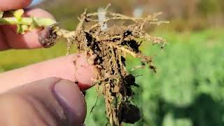 3 Types of Cover Crops Heres How They Did [upl. by Daphene837]