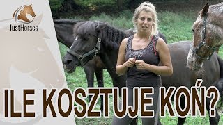 Ile kosztuje koń Czyli jakiego konia kupić [upl. by Abel121]