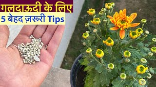 गुलदाऊदी पर फ़ूल आने से पहले ये 5 ज़रूरी बातें जान ले  Chrysanthemum Full CareFertiliserCuttings [upl. by Nyleuqaj]