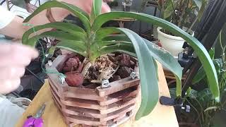 Rhynchostylis Orchid Repot [upl. by Naam]