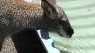 Rednecked Wallaby and Eastern Grey Kangaroo drinking [upl. by Ithsav]