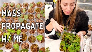 Propagate 100 Plants  How To Mass Propagate Houseplants Tips amp Tricks [upl. by Htir]