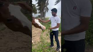 ytshorts kerala horse tranquilimranvlogs8017 vlog viralvideo foryou follow [upl. by Jacenta]