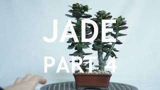 Jade Bonsai Part 4 [upl. by Flo]