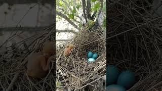 Cuckoo bird baby out of the nest P 2 shorts ytshortsvideo viralvideo [upl. by Eca]